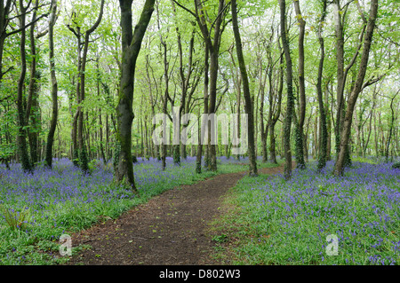 Weg durch Bluebell Woods bei Tehidy Country Park Cornwall England Stockfoto