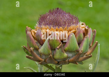 Cynara Cardunculus var Scolymus, Artischocke Stockfoto