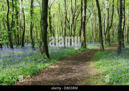 Weg durch Bluebell Woods bei Tehidy Country Park Cornwall England Stockfoto