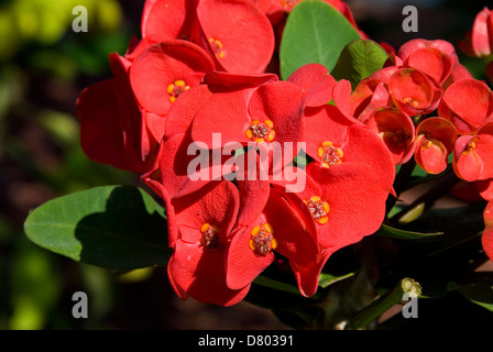 Euphorbia Milii, rote Krone von Dornen Stockfoto