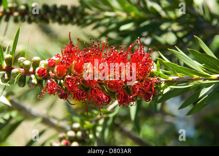 Zylinderputzer Viminalis, Crimson Bottlebrush Stockfoto