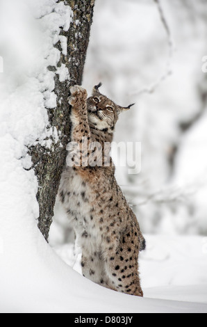 Luchs Stockfoto