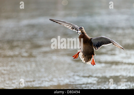 Stockente Stockfoto