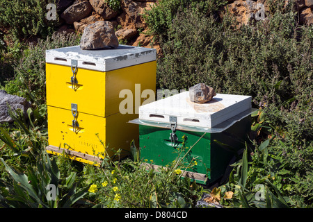 Gelbe und grüne Bienenstöcke auf grasigen Hang, Kalymnos, Griechenland Stockfoto