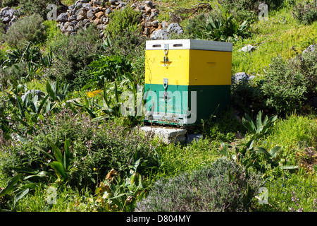 Gelbe und grüne Bienenstöcke auf grasigen Hang, Kalymnos, Griechenland Stockfoto