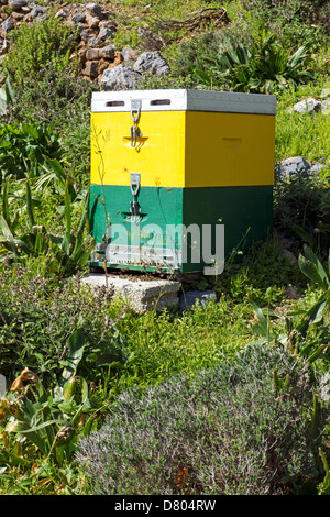 Gelbe und grüne Bienenstöcke auf grasigen Hang, Kalymnos, Griechenland Stockfoto