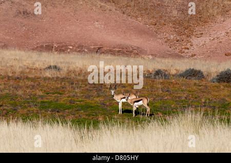 Springbock (Antidorcas Marsupialis), Palmwag Konzession, Damaraland, Namibia. Stockfoto