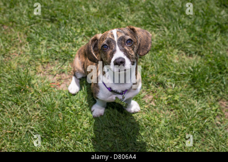 Ein Welpe mit gestromte Musterung in einem Park. Stockfoto