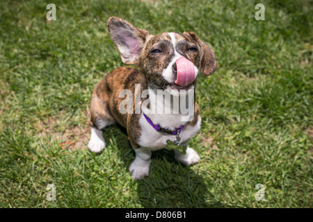 Ein Welpe mit gestromte Musterung in einem Park. Stockfoto