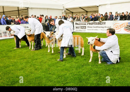 Lisburn, Nordirland. 15. Mai 2013. Vorbereitung für die Beurteilung in der UK-Texel Schafe züchten Abschnitt der Balmoral zeigen Kredit: Stephen Barnes/Alamy Live News Stockfoto