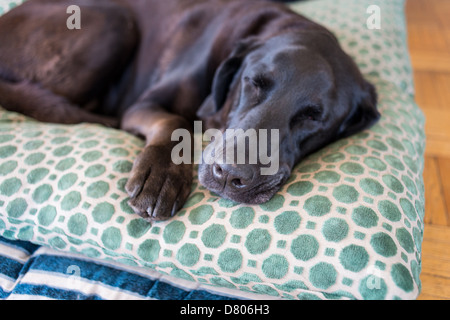 Ein schwarzer Labrador auf einem Kissen. Stockfoto