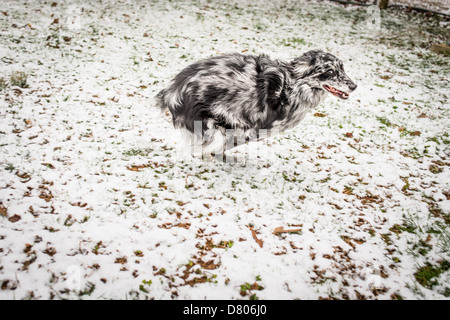 Eine Blue Merle Australian Shepherd im Schnee laufen. Stockfoto