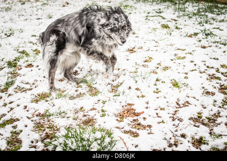 Eine Blue Merle Australian Shepherd springen im Schnee. Stockfoto