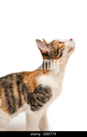 Eine Katze in einer Studioumgebung nachschlagen. Stockfoto