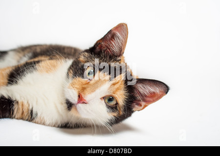 Eine Katze in einer Studioumgebung. Stockfoto