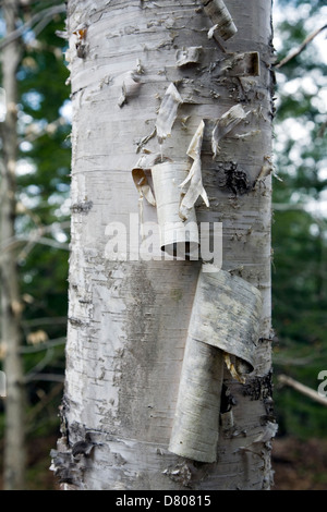 Weiß oder Papier-Birke Rinde, Nahaufnahme (Betula Papyrifera) Stockfoto