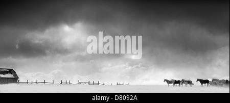 Pferde und Holzzaun in Schneelandschaft Stockfoto