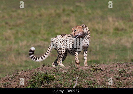 Gepard, (Acynonix Jubatus), Masai Mara, Kenia Stockfoto