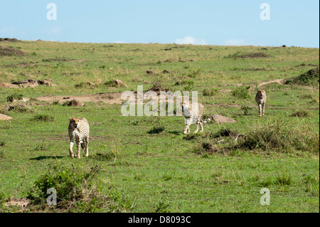 Gepard, (Acynonix Jubatus), Masai Mara, Kenia Stockfoto