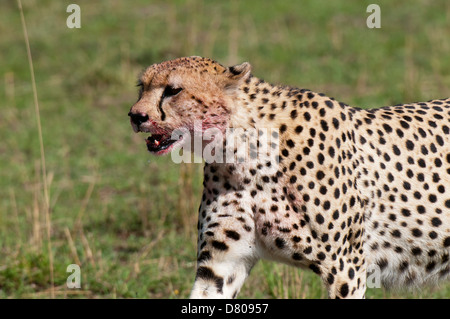 Gepard, (Acynonix Jubatus), Masai Mara, Kenia Stockfoto