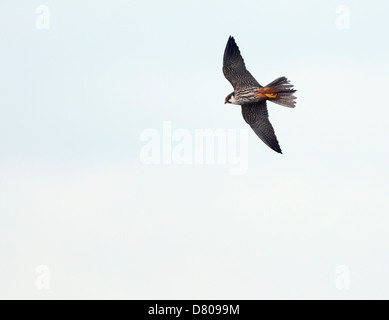 Hobby (Falco Subbuteo) im Flug Stockfoto