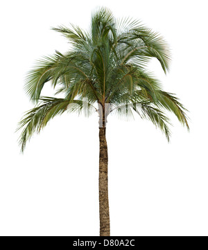 Kokospalme isoliert auf weißem Hintergrund ohne Frucht Stockfoto