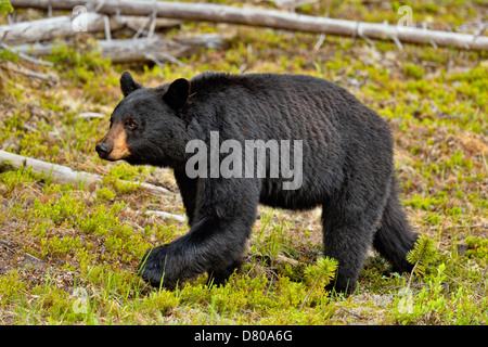 Amerikanischer Schwarzbär, Ursus americanus, Nahrungssuche für straßenkontrollen Pflanzen Jasper National Park, Alberta, Kanada Stockfoto