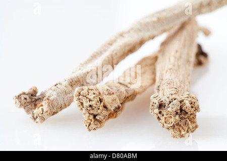 Traditionelle chinesische Medizin Codonopsis pilosula Stockfoto