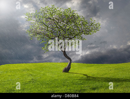 Baum wächst in ländlichen Landschaft Stockfoto