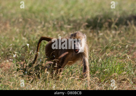 Gelbe Pavian (Papio Hamadryas Cynocephalus), Tsavo East Nationalpark, Kenia. Stockfoto