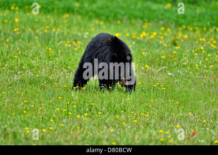 Amerikanischer Schwarzbär, Ursus americanus, Essen Löwenzahn in einer Blumenwiese Banff National Park, Alberta, Kanada Stockfoto