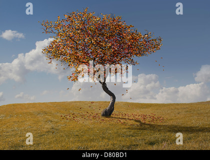 Herbst Baum wächst in ländlichen Landschaft Stockfoto