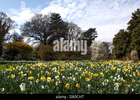 BLÜHENDE FRÜHLINGSWIESE AUF DER RHS WISLEY. SURREY UK. Stockfoto