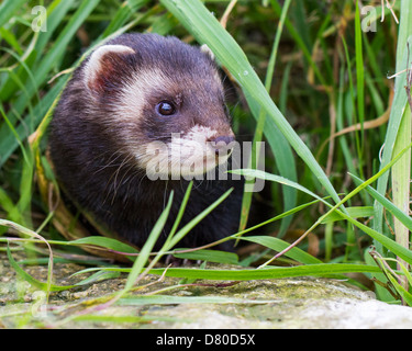 Nahaufnahme von einem europäischen Iltis (Mustela Putorius) spähte durch Unterholz Stockfoto