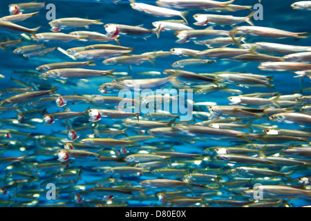 Ein dichter Schwarm kleiner silberner Fische schwimmt zusammen im sonnenbeschienenen blauen Wasser Stockfoto