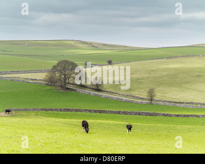 Pastoralen Blick auf Kühe und Felder auf den Peak District National Park, Derbyshire, England Stockfoto