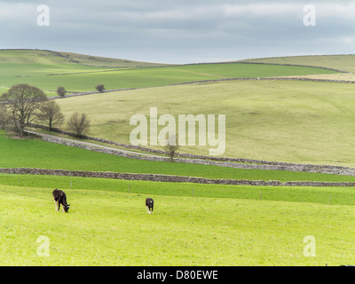 Pastoralen Blick auf Kühe und Felder auf den Peak District National Park, Derbyshire, England Stockfoto