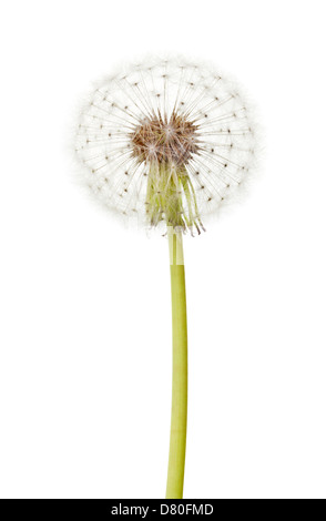Löwenzahn ganze auf weißem Hintergrund Stockfoto