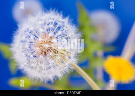 Löwenzahn-Gruppe Makro Nahaufnahme auf blau Stockfoto