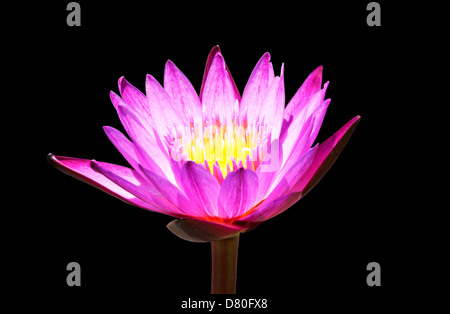 Rosa Lotus Blume Blüte vor schwarzem Hintergrund isoliert. Stockfoto