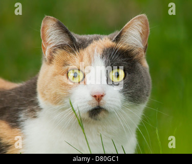 Spektakuläre Baum farbige Katze Porträt in Rasen Stockfoto