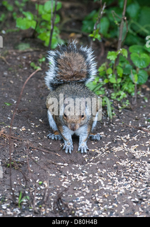 Graue Eichhörnchen gräbt ein Loch in die Erde UK Stockfoto