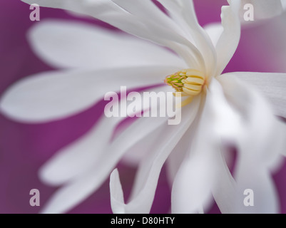 Nahaufnahme der Royal Star-Magnolie (Magnolia Stellata). Oregon Stockfoto