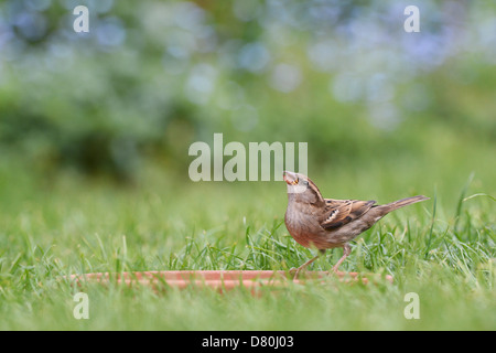 Passer Domesticus. Weiblicher Haussperling Trinkwasser aus einem Wasserbad in der Wiese Stockfoto