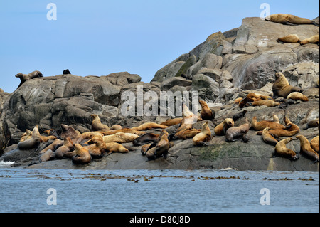 Stellar nördlichen Seelöwen Eumetopias Jubatus Hauled out Garcin Rocks Gwaii Haanas National Park Stockfoto