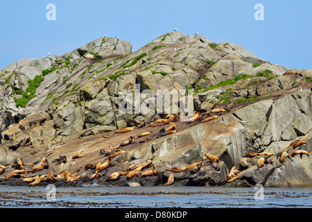 Stellar nördlichen Seelöwen Eumetopias Jubatus Hauled out Garcin Rocks Gwaii Haanas National Park Stockfoto