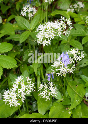 Hyacinthoides non-Scripta Glockenblumen und Allium Ursinum Bärlauch Blüte in einem Surrey Waldgebiet am Ufer des Flusses Maulwurf Stockfoto