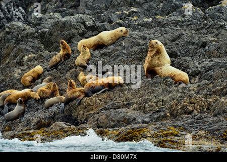 Northern sea lion Eumetopias jubata Tatsung Haulout auf Felsen. Haida Gwaii, Gwaii Haanas National Park, British Columbia, Kanada Stockfoto