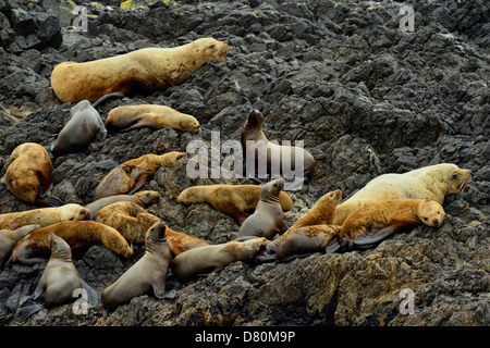 Northern sea lion Eumetopias jubata Tatsung Haulout auf Felsen. Haida Gwaii, Gwaii Haanas National Park, British Columbia, Kanada Stockfoto