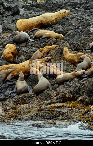 Northern sea lion Eumetopias jubata Tatsung Haulout auf Felsen. Haida Gwaii, Gwaii Haanas National Park, British Columbia, Kanada Stockfoto